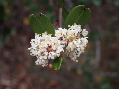 Ceanothus megacarpus, photographed by George Williams