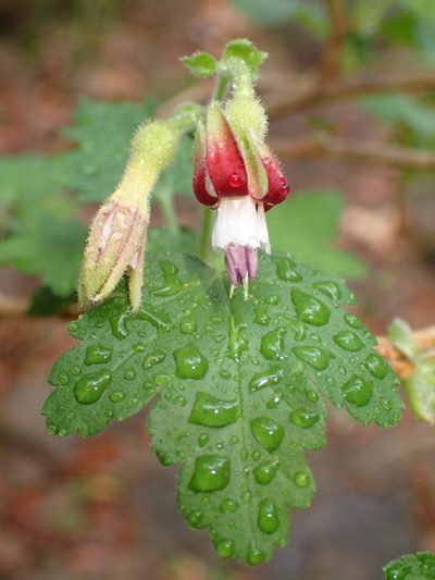 Ribes amarum, photographed by George Williams