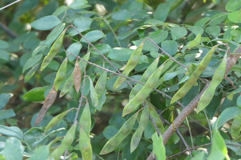 Brachypterum scandens, photographed by Dinesh Valke