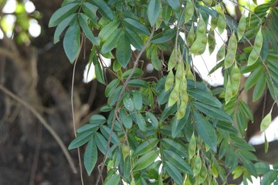 Brachypterum scandens, photographed by Dinesh Valke