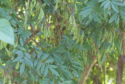 Brachypterum scandens, photographed by Dinesh Valke