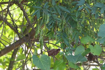Brachypterum scandens, photographed by Dinesh Valke