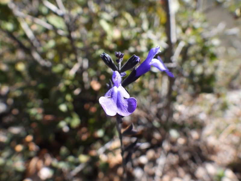 Salvia coahuilensis, photographed by Leticia Jiménez Hernández