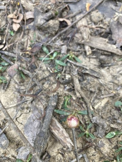 Argentipallium dealbatum, photographed by krumpianking