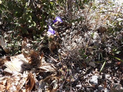 Salvia coahuilensis, photographed by Leticia Jiménez Hernández