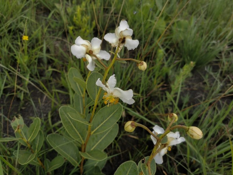 Kielmeyera variabilis, photographed by Jean Martins