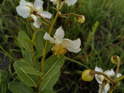 Kielmeyera variabilis, photographed by Jean Martins