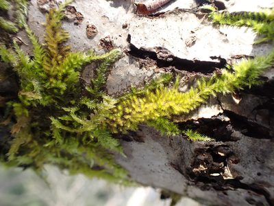 Homalothecium nuttallii, photographed by Randal