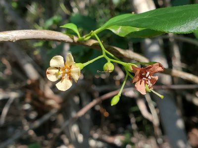 Bourreria succulenta, photographed by Tom Field