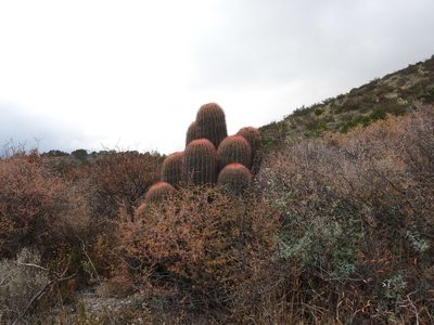 Ferocactus piliferus, photographed by Leticia Jiménez Hernández