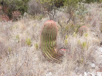 Ferocactus piliferus, photographed by Leticia Jiménez Hernández