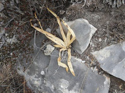 Hemiphylacus latifolius, photographed by Leticia Jiménez Hernández