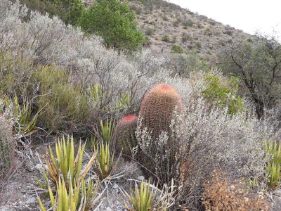 Ferocactus piliferus, photographed by Leticia Jiménez Hernández