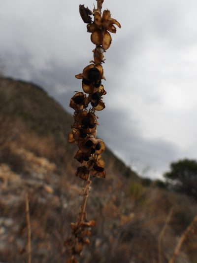 Hemiphylacus latifolius, photographed by Leticia Jiménez Hernández