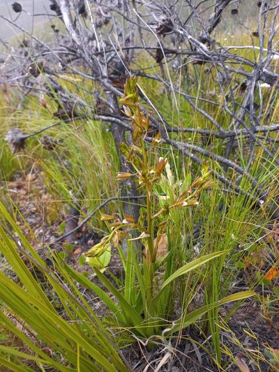 Eulophia tristis, photographed by Brian du Preez