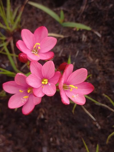 Geissorhiza seracina, photographed by Brian du Preez
