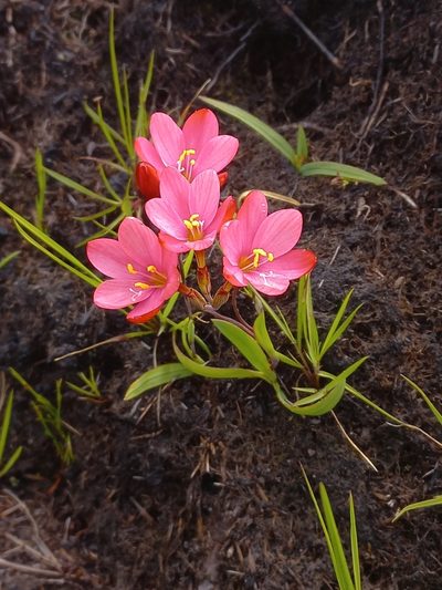 Geissorhiza seracina, photographed by Brian du Preez