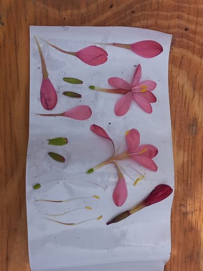 Geissorhiza seracina, photographed by Brian du Preez