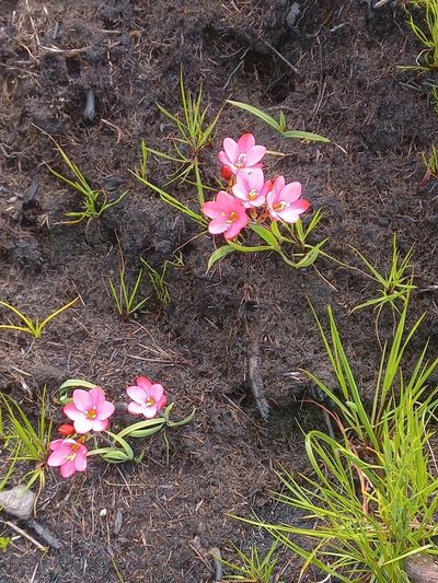 Geissorhiza seracina, photographed by Brian du Preez