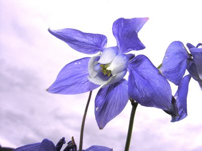 Aquilegia olympica, photographed by Eugene Popov