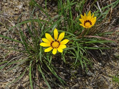 Gazania linearis, photographed by Shaun Swanepoel