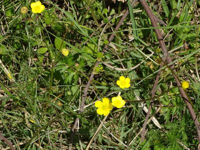 Ranunculus multifidus, photographed by Shaun Swanepoel