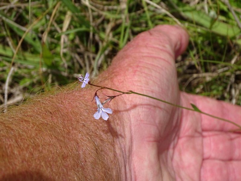 Lobelia laxa, photographed by Shaun Swanepoel