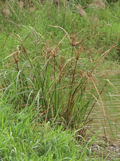 Cyperus ohwii, photographed by chiuluan