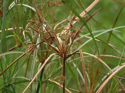 Cyperus ohwii, photographed by chiuluan