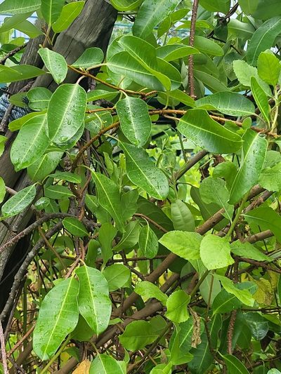 Gymnanthera oblonga, photographed by Cheongweei Gan