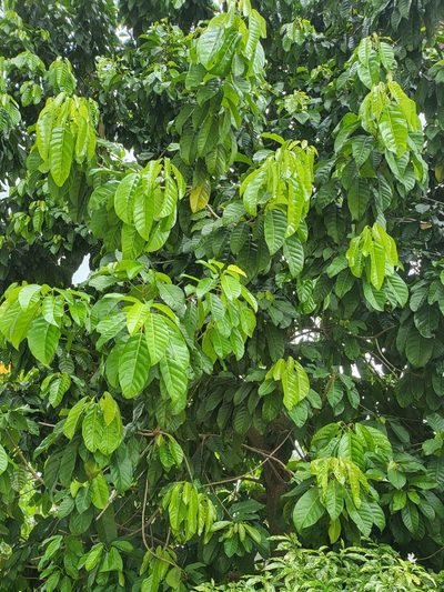 Sterculia parviflora, photographed by Cheongweei Gan