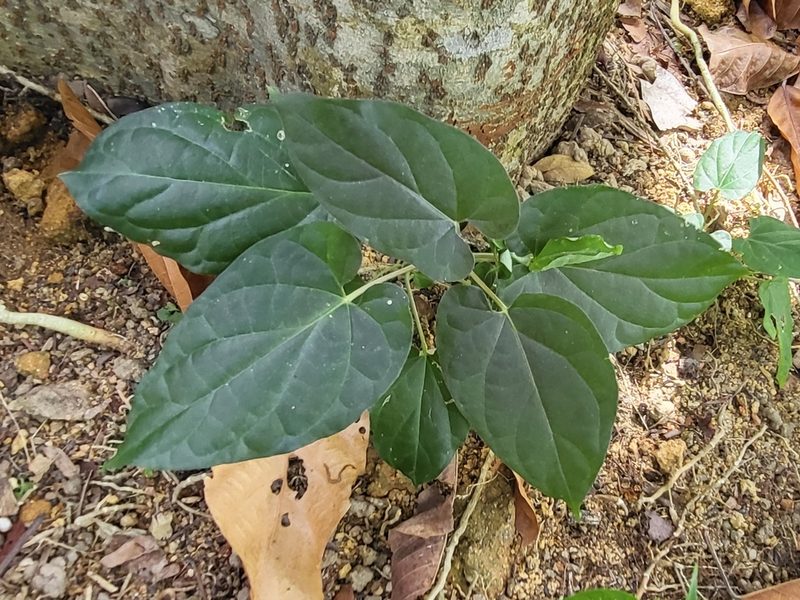 Cynanchum pulchellum, photographed by Cheongweei Gan