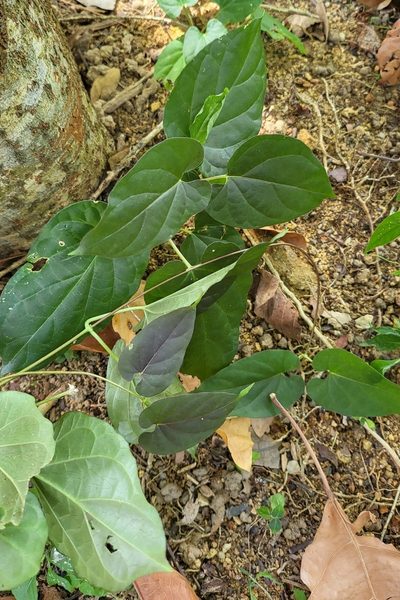 Cynanchum pulchellum, photographed by Cheongweei Gan