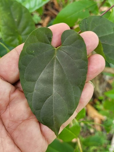 Cynanchum pulchellum, photographed by Cheongweei Gan