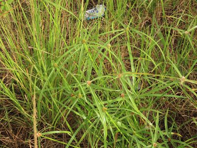 Cyperus aromaticus, photographed by chiuluan