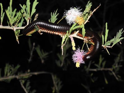 Dichrostachys cinerea, photographed by Hopeland