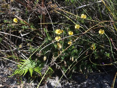 Gompholobium huegelii, photographed by Cowirrie