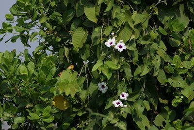 Ipomoea campanulata, photographed by Dinesh Valke