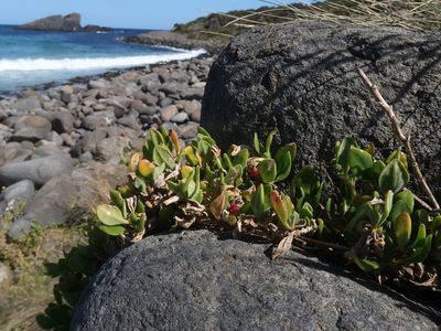 Tetragonia implexicoma, photographed by Cowirrie