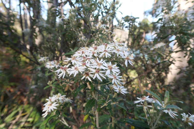 Olearia stellulata, photographed by Cowirrie