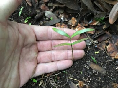 Agathis australis, photographed by Tim Park