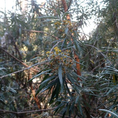 Bedfordia salicina, photographed by Cowirrie