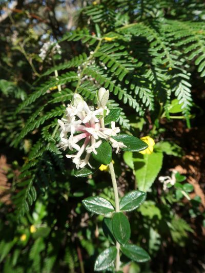 Pimelea nivea, photographed by Cowirrie