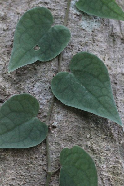 Piper austrosinense, photographed by Agnes Trekker