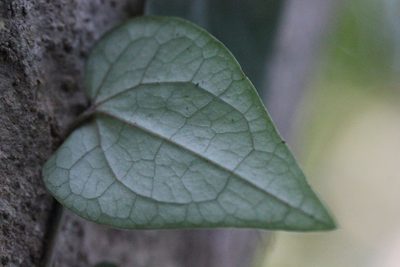 Piper austrosinense, photographed by Agnes Trekker