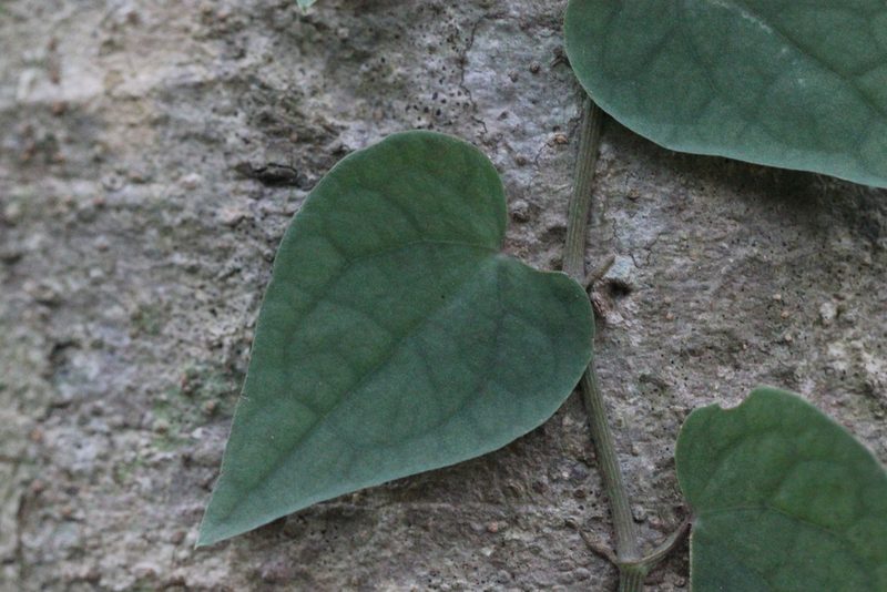 Piper austrosinense, photographed by Agnes Trekker