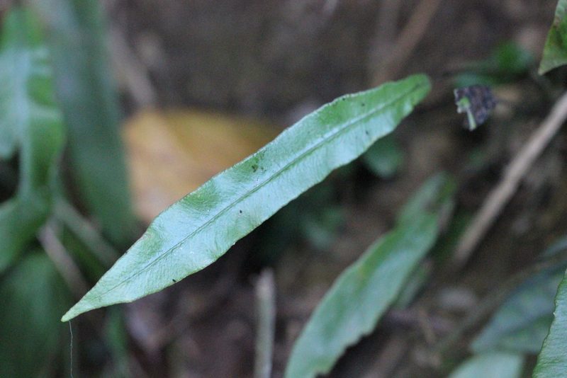 Deparia lancea, photographed by Agnes Trekker