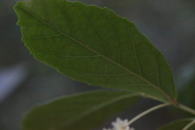 Homalium cochinchinense, photographed by Agnes Trekker