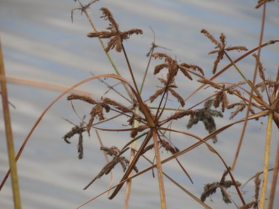 Cyperus imbricatus, photographed by chiuluan