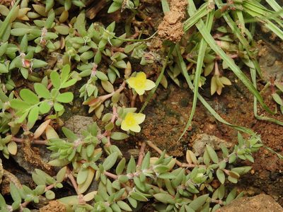 Portulaca quadrifida, photographed by Hopeland